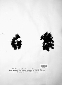 Parmelia fahlunensis image